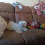 Un Cav-A-Malt allongé sur un canapé et regardant vers la caméra 