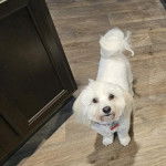 Un Cav-A-Malt sur un plancher et portant un collier autour du cou