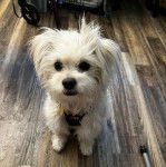 Un Cav-A-Malt assis sur un plancher et portant un harnais 