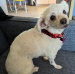 Un Cav-A-Malt assis sur un canapé et portant un collier autour du cou