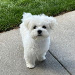 Un Cav-A-Malt sur une sur une surface bétonnée et regardant vers la caméra 