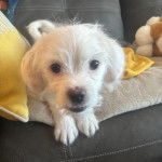 Un Cav-A-Malt allongé et regardant vers la caméra 