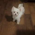 Un Cav-A-Malt sur un plancher et regardant vers la caméra 