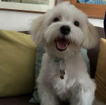 Un Cav-A-Malt assis sur un canapé et portant un collier autour du cou