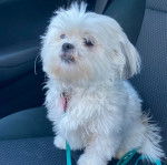 Un Cav-A-Malt assis sur le siège d'une voiture et qui est tenu en laisse 