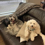 Deux Cav-A-Malt assis sur un canapé et portant tous les deux un collier au cou