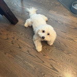 Un Cav-A-Malt allongé sur un canapé et regardant vers la caméra 