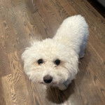 Un Cav-A-Malt sur un plancher et regardant vers la caméra 