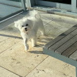 Un Cav-A-Malt marchant sur une surface bétonnée et portant un collier autour du cou