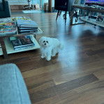 Un Cav-A-Malt sur un plancher et regardant vers la caméra 