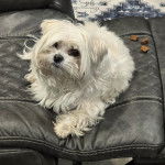 Un Cav-A-Malt allongé et regardant vers la caméra 