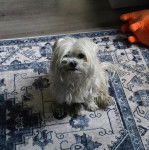 Un Cav-A-Malt assis sur un tapis et regardant vers la caméra 