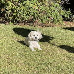 Un Cav-A-Malt allongé sur un terrain herbeux et portant un collier autour du cou