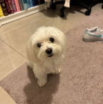 Un Cav-A-Malt assis sur un tapis et regardant vers la caméra 