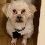 Un Cav-A-Malt sur un plancher et portant un collier autour du cou