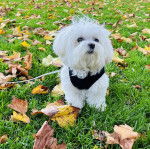 Un Cav-A-Malt sur un terrain herbeux et portant un harnais 