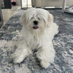 Un Cav-A-Malt allongé sur un tapis et tirant la langue 