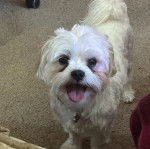 Un Cav-A-Malt sur une moquette et portant un collier autour du cou 