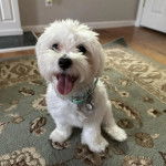 Un Cav-A-Malt assis sur un tapis tirant la langue et portant collier autour du cou