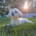 Un Cav-A-Malt allongé sur une surface gazonnée 