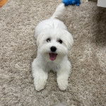 Un Cav-A-Malt allongé sur une moquette et tirant la langue 