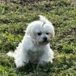 Un Cav-A-Malt assis sur un terrain herbeux 