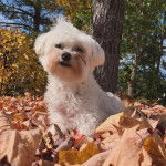 Un Cav-A-Malt assis sur un terrain herbeux et semblant détendu 