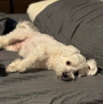 Un Cav-A-Malt allongé sur un canapé et regardant vers la caméra
