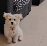 Un Cav-A-Malt assis sur un sol carrelé et portant un collier autour du cou