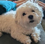 Un Cav-A-Malt allongé sur un canapé et semblant détendu