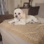 Un Cav-A-Malt allongé sur un lit et portant un collier autour du cou