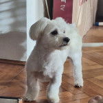 Un Cav-A-Malt sur un plancher et regardant vers sa droite