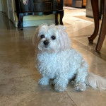 Un Cav-A-Malt assis sur un sol carrelé et semblant détendu 