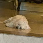 Un Cav-A-Malt allongé sur un plancher et semblant dormir 