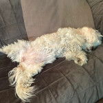 Un Cav-A-Malt allongé sur le dos sur un canapé 