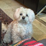 Un Cav-A-Malt assis sur un tapis et regardant vers la caméra 