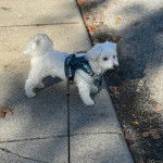 Un Cav-A-Malt sur un trottoir et qui est tenu en laisse 