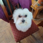 Un Cav-A-Malt assis sur une chaise et regardant vers la caméra 