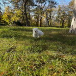 Un Cav-A-Malt courant sur un terrain herbeux et portant un harnais 