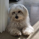 Un Cav-A-Malt allongé sur un sol carrelé et regardant vers la caméra 