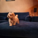 Un chiot Cav-A-Malt sur un canapé et portant un collier autour du cou