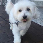 Un Cav-A-Malt marchant sur un sol pavé et qui est tenu en laisse