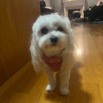 Un Cav-A-Malt sur un plancher et portant un harnais 