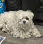 Un Cav-A-Malt allongé sur un plancher et regardant vers la caméra 