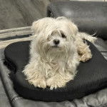 Un Cav-A-Malt allongé et regardant vers la caméra