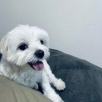 Un Cav-A-Malt allongé sur un canapé et tirant la langue 