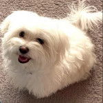 Un Cav-A-Malt assis sur une moquette et ayant la gueule légèremnt ouverte 