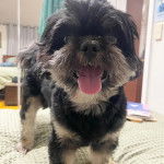 Un Cav-A-Malt sur un lit et tirant la langue 