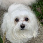 Un Cav-A-Malt sur une surface bétonnée et regardant vers la caméra 