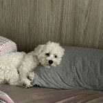 Un Cav-A-Malt allongé sur un lit et regardant la caméra